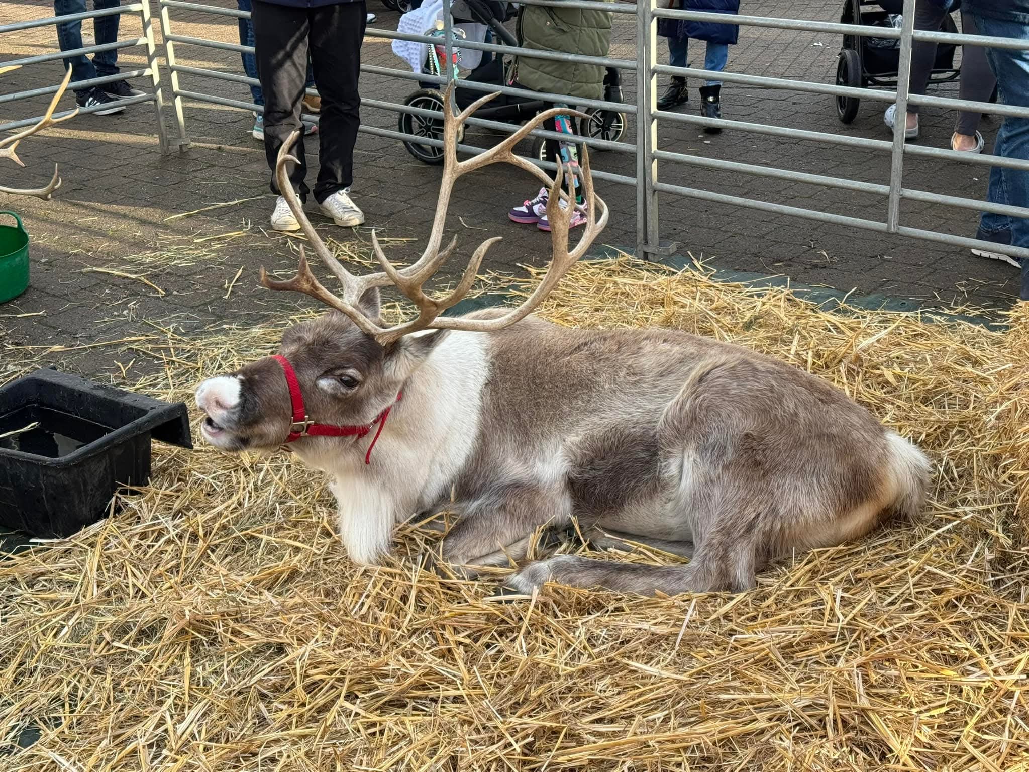 🦌 Reindeer in the Square 2025 - Biggleswade  - Event Image 4 December 14, 2025 10:00 AM
