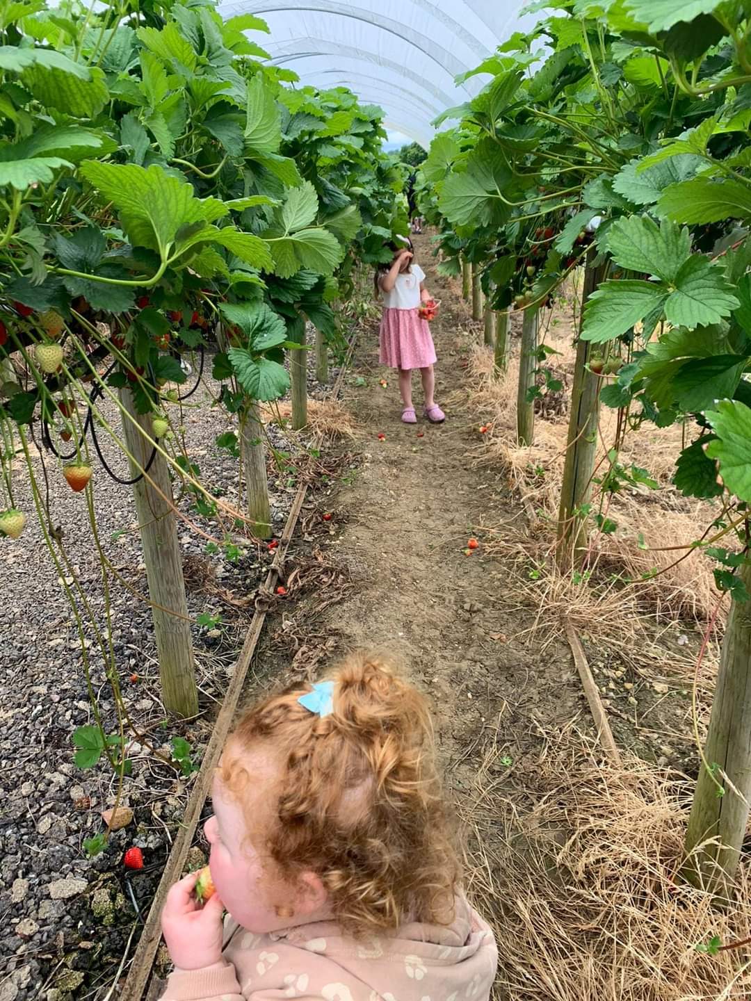 🍓FREE ENTRY, GRAVELEY FRUIT FARM FREE SANDPIT & PLAY AREA   - Event Image 4 August 07, 2024 10:00 AM