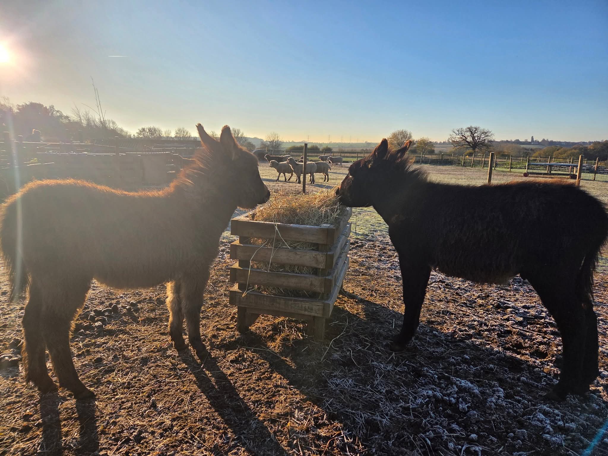 🫏 Winter Farm Opening Day at Animal Edge  - Event Image 2 January 17, 2026 10:00 AM