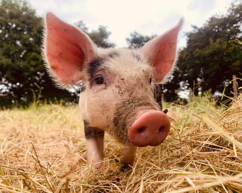 🍓FREE ENTRY, GRAVELEY FRUIT FARM FREE SANDPIT & PLAY AREA   - Event Image 2 August 07, 2024 10:00 AM