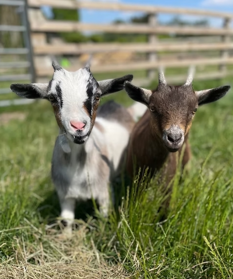 🐐 February Half Term 2026 - The Bucks Goat Centre - Event Image 2 February 19, 2026 10:00 AM