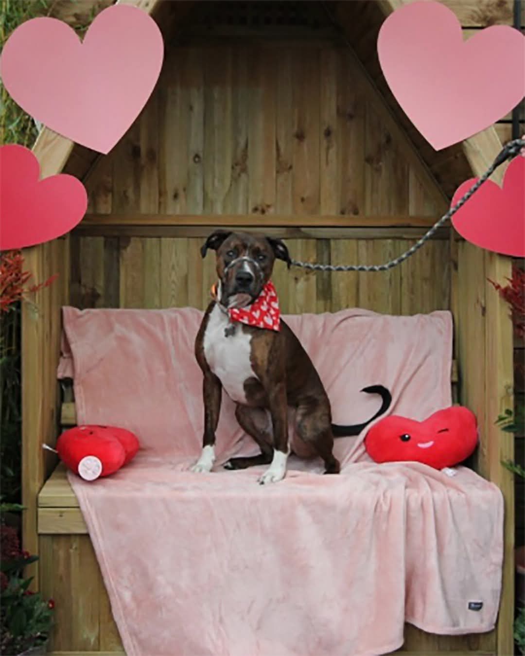 🐶💕 My Paw-fect Valentine 2026 - Dobbies, Milton Keynes - Event Image 2 February 15, 2026 10:30 AM