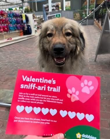 🐶💕 My Paw-fect Valentine 2026 - Dobbies, Milton Keynes - Event Image 3 February 15, 2026 10:30 AM