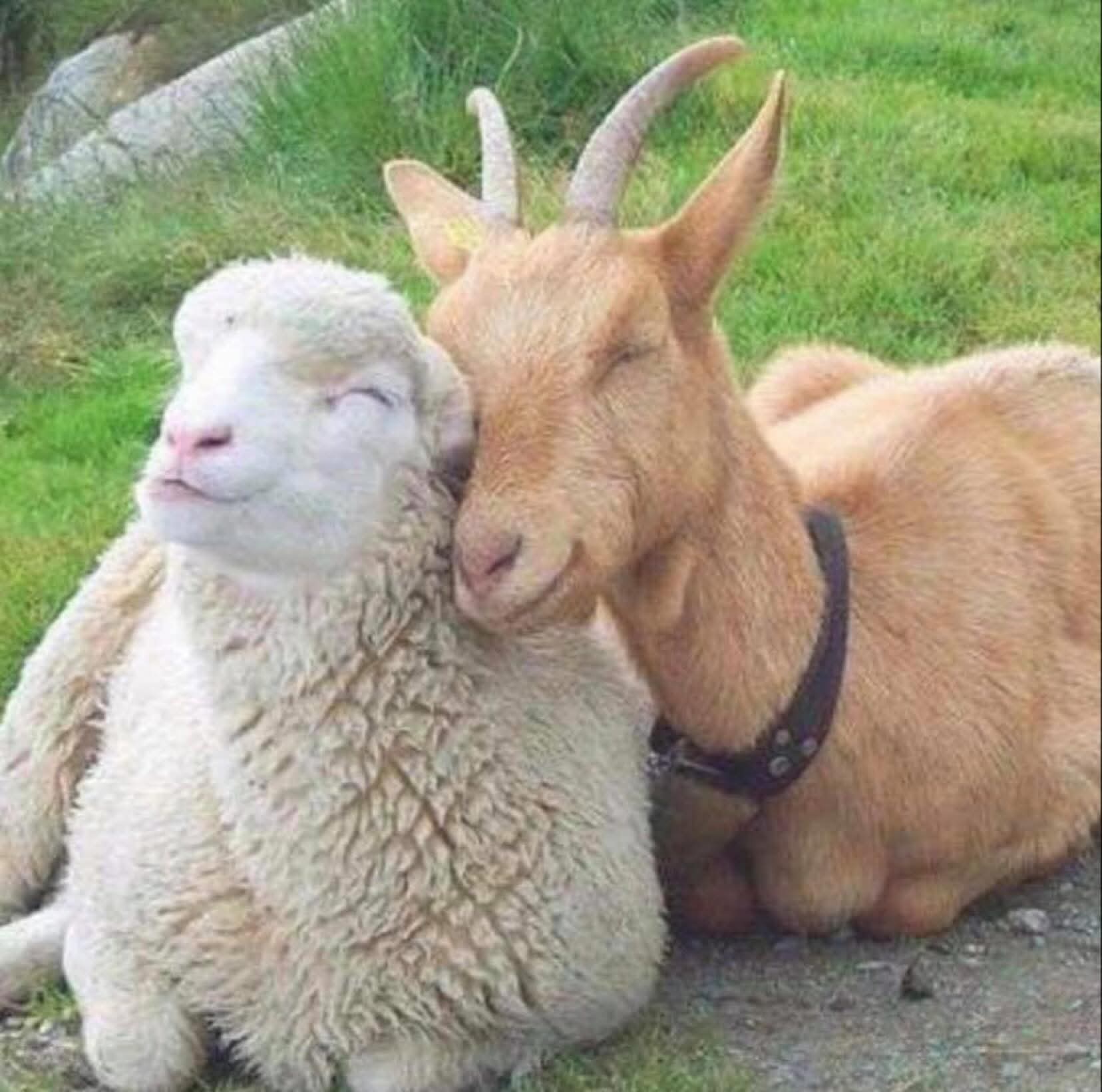 🐷 Only £7.50* at Woodside Animal Farm, Luton This January 2026  - Event Image 4 January 21, 2026 10:00 AM