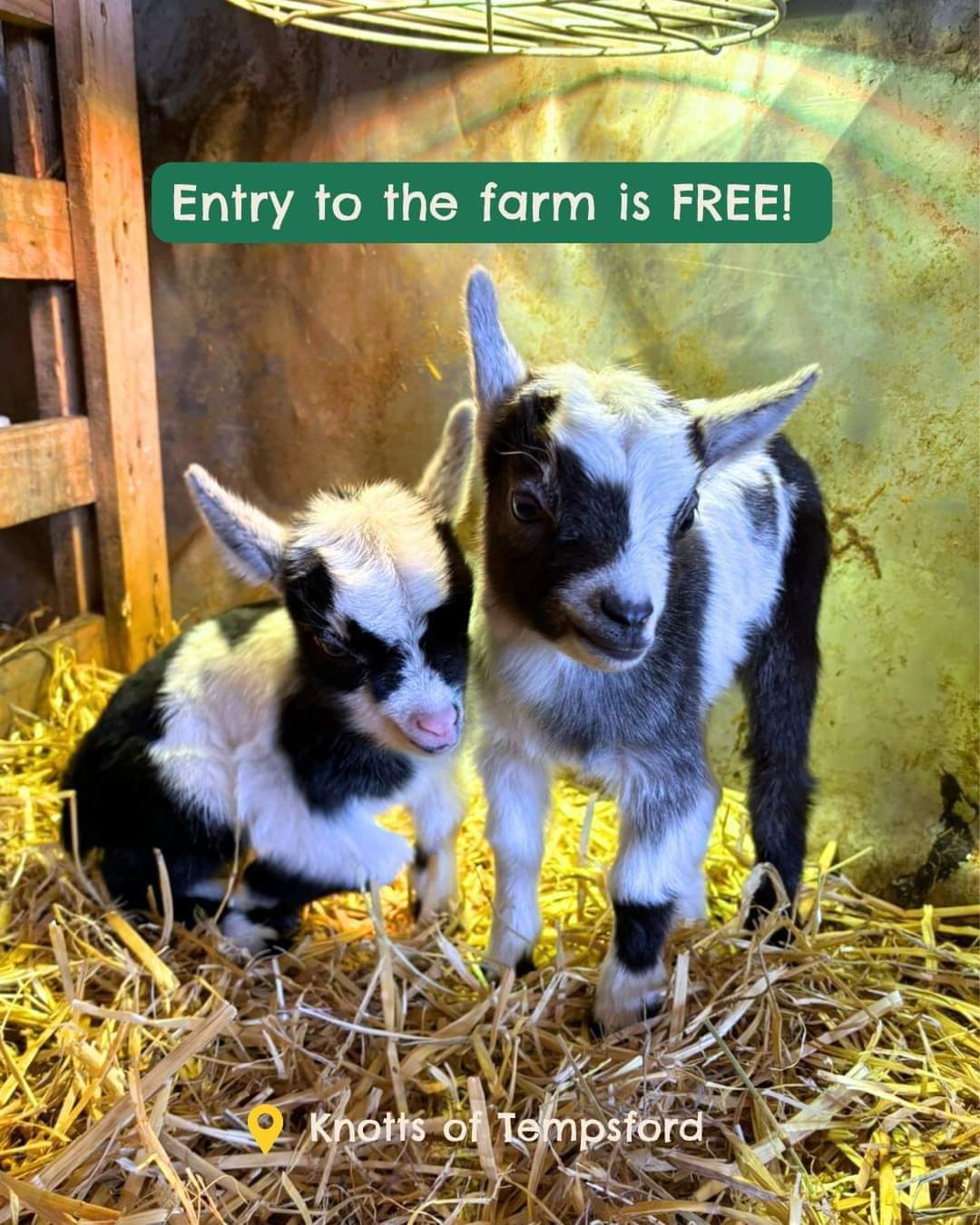 🐷 FREE ENTRY FARM - KNOTTS OF TEMPSFORD     - Event Image 3 October 10, 2024 09:00 AM