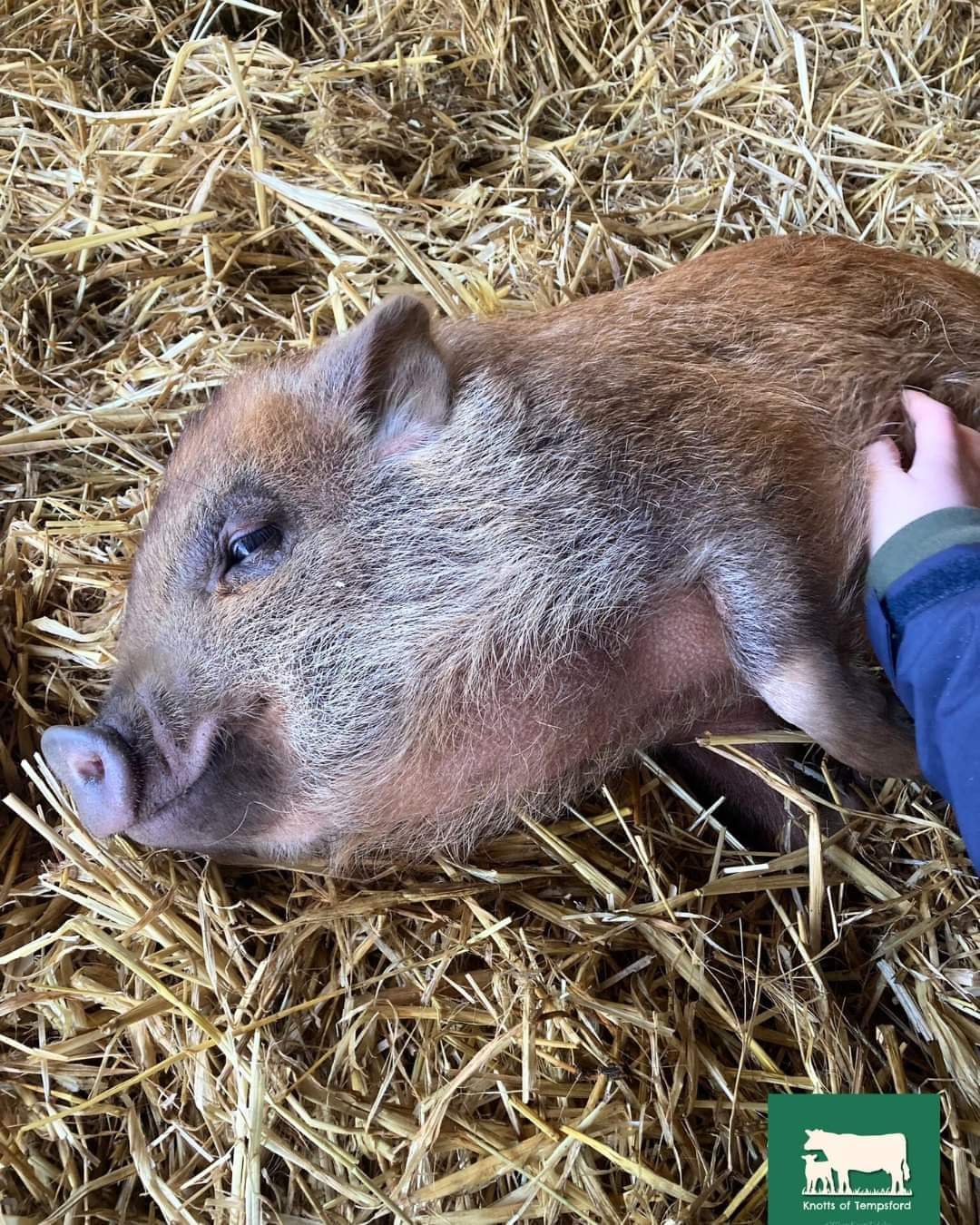 🐷 FREE ENTRY FARM - KNOTTS OF TEMPSFORD     - Event Image 4 October 10, 2024 09:00 AM