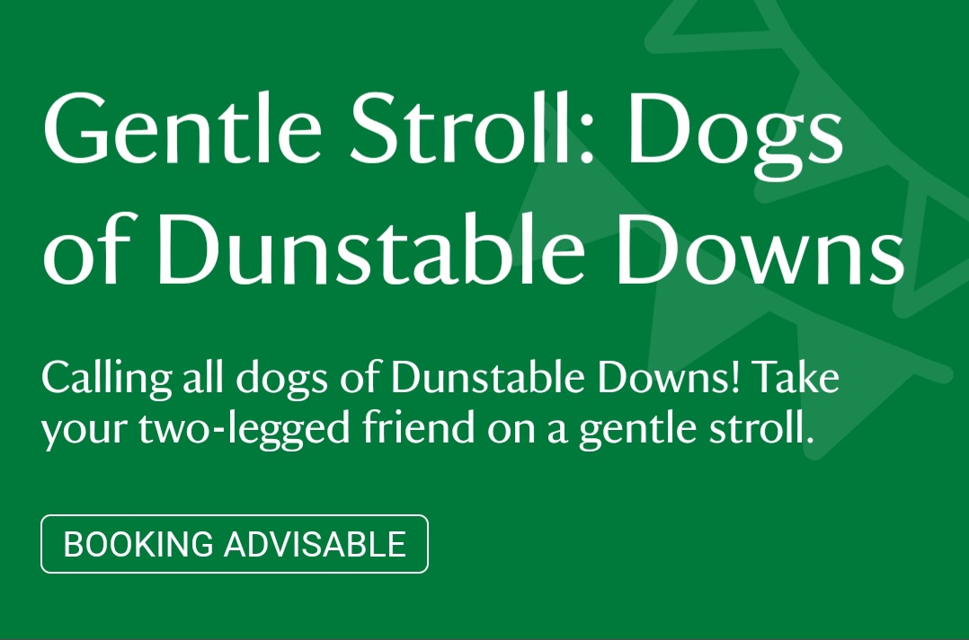 🐕 Gentle Stroll: Dogs of Dunstable Downs - Event Image 2 August 13, 2024 10:30 AM
