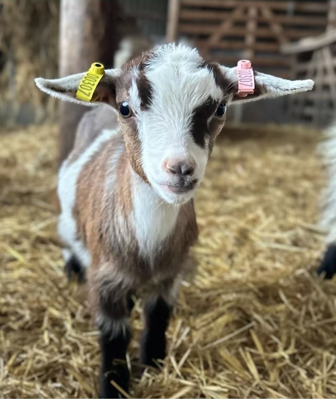 🐐 Free Entry Farm - Knotts of Tempsford - Event Image 2 February 20, 2026 09:00 AM