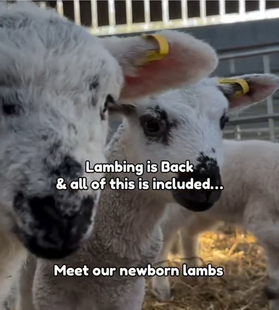 🐑 Lambing Week February Half Term 2026 - Thrift Farm, Milton Keynes  - Event Image 3 February 21, 2026 10:00 AM