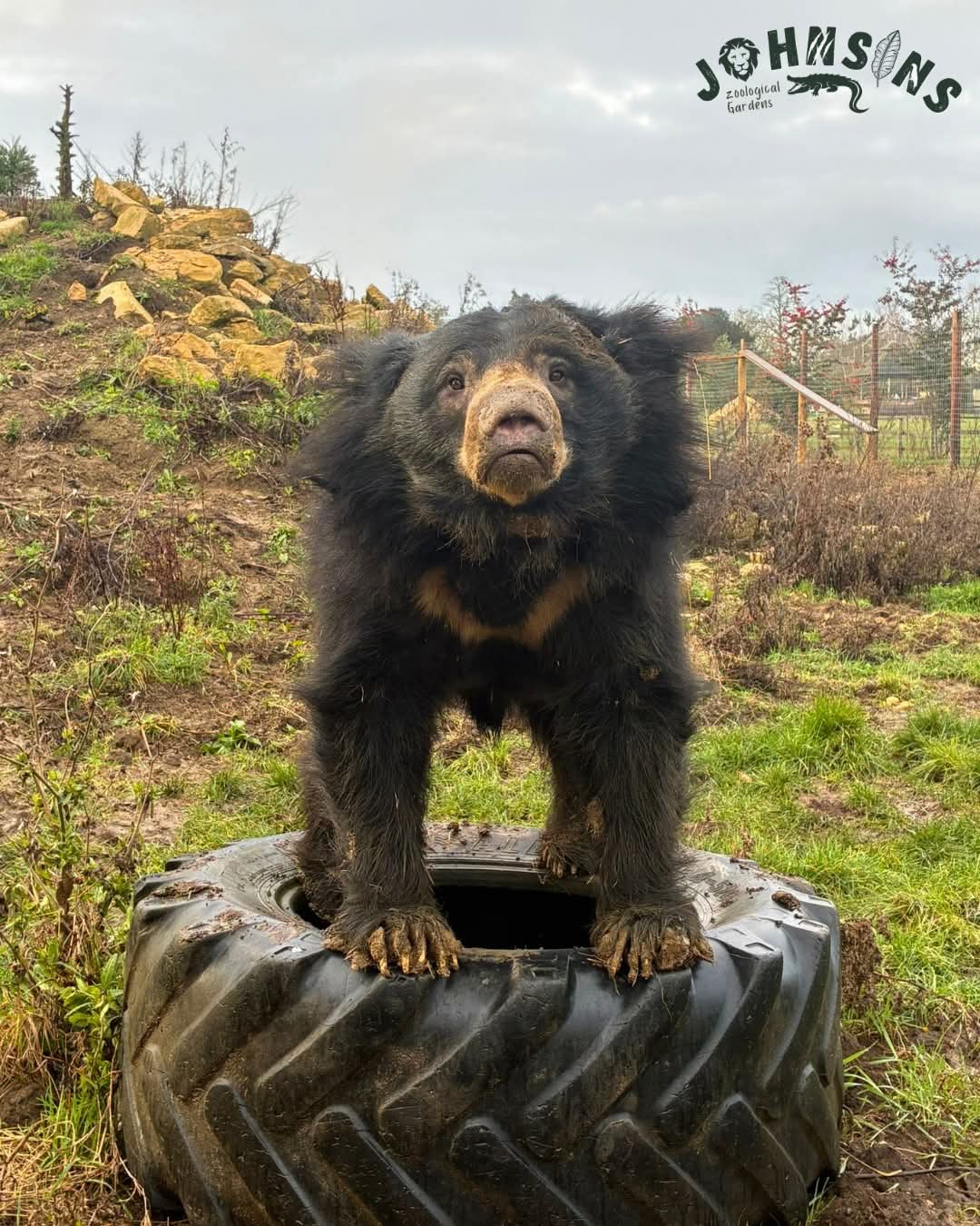 🐑 Lambing Live 2026 - Johnsons of Old Hurst, Huntingdon  - Event Image 2 February 21, 2026 10:00 AM