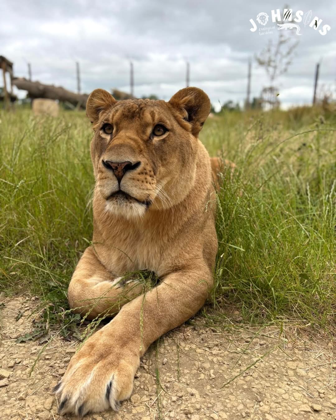 🐑 Lambing Live 2026 - Johnsons of Old Hurst, Huntingdon  - Event Image 3 February 21, 2026 10:00 AM