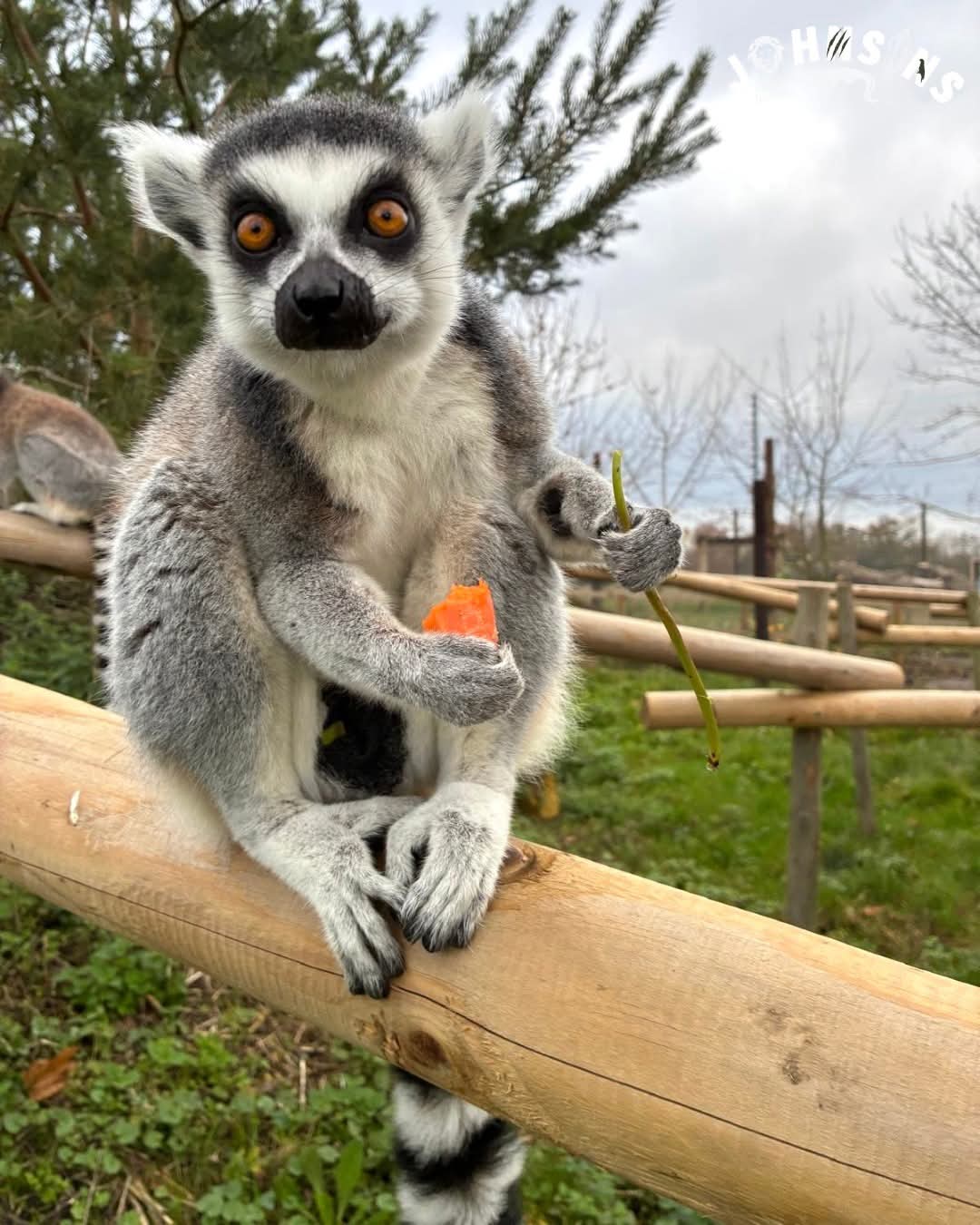 🐑 Lambing Live 2026 - Johnsons of Old Hurst, Huntingdon  - Event Image 4 February 21, 2026 10:00 AM