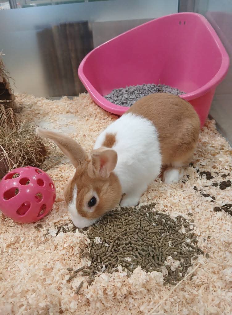 🐰 Free Pets At Home Workshop, February 2026 - Bedford - Event Image 2 February 18, 2026 02:00 PM