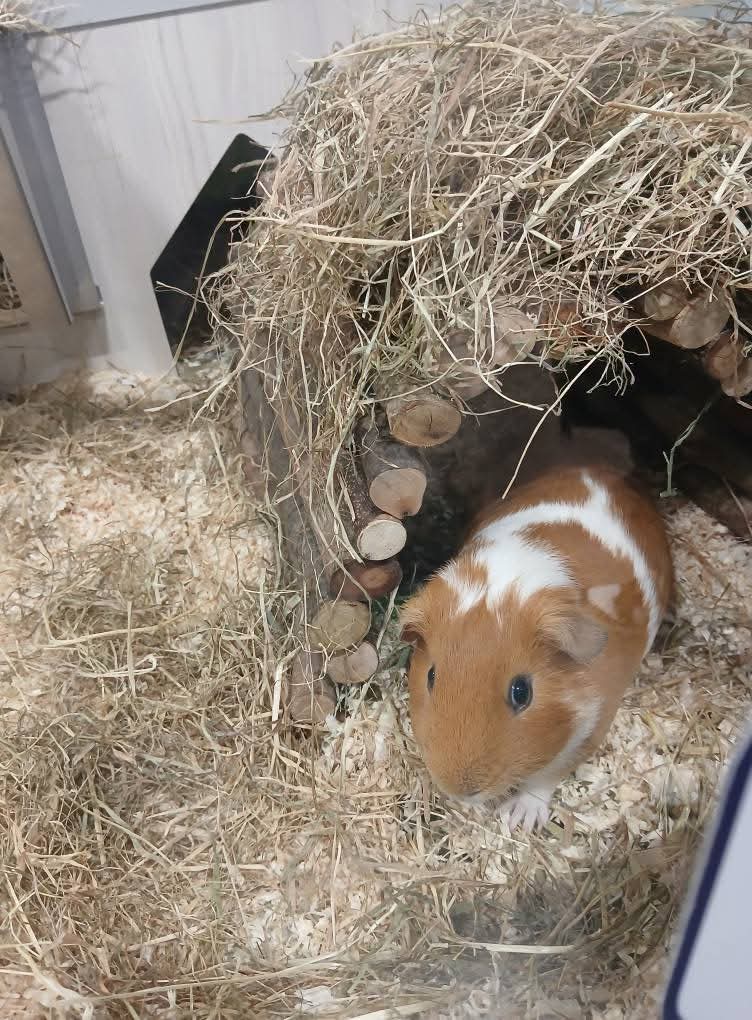 🐰 Free Pets At Home Workshop, February 2026 - Leighton Buzzard  - Event Image 3 February 18, 2026 02:00 PM