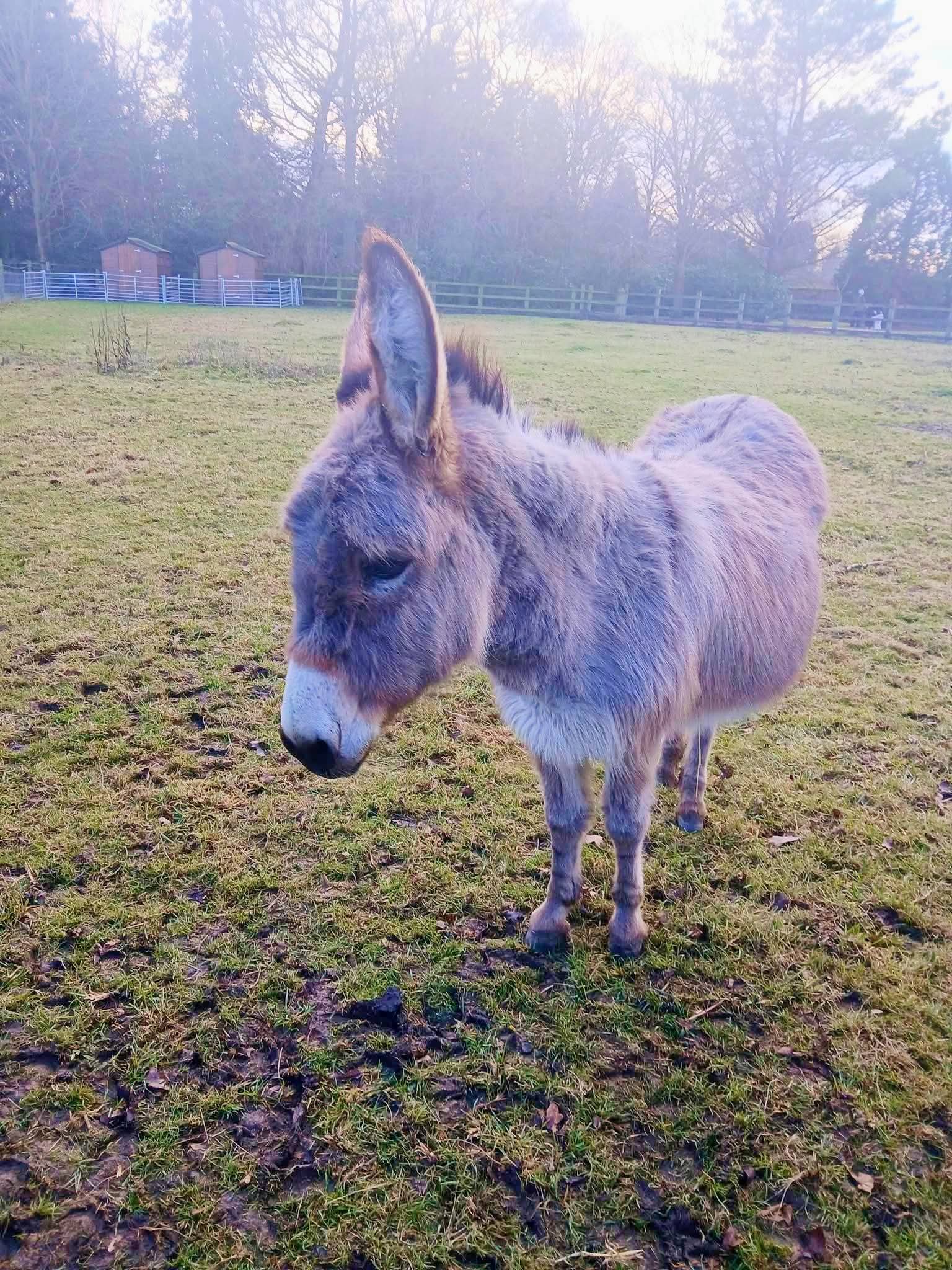 🌳 Wimpole Estate - Visit For Free (National Lottery Open Week 2026) - Event Image 3 March 13, 2026 09:30 AM