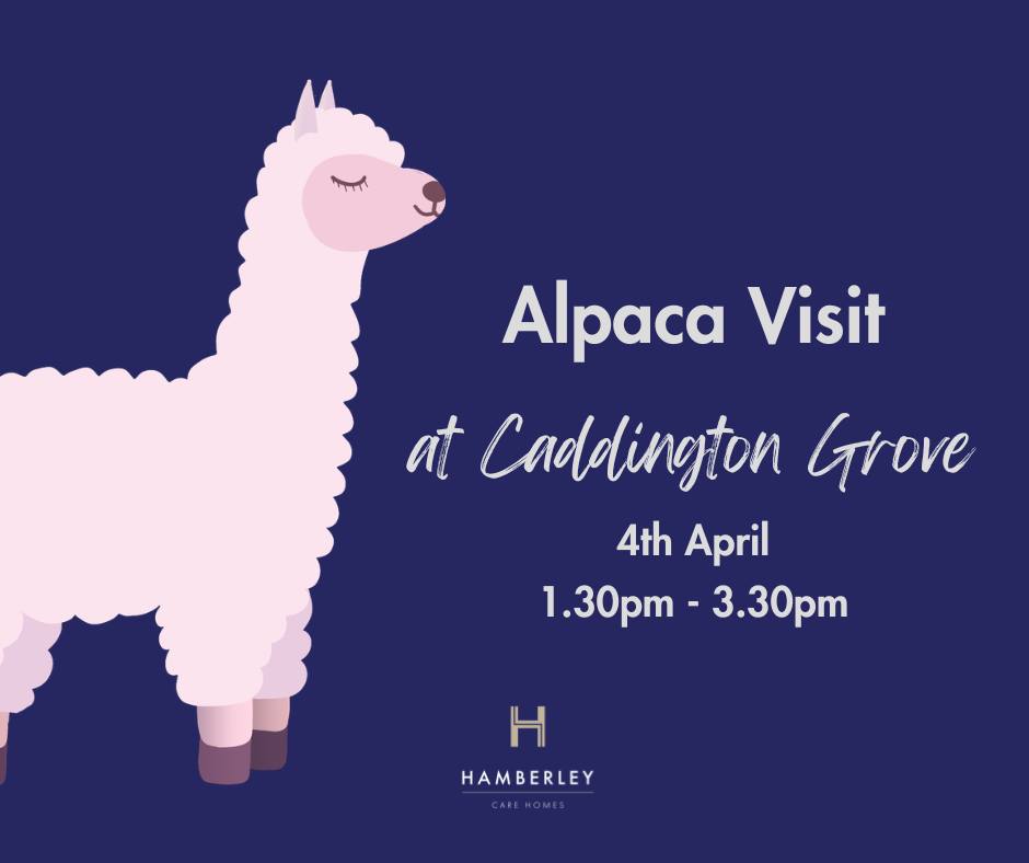🦙 Meet the Alpacas at Caddington Grove Care Home - April 2026 - April 04, 2026 01:30 PM at Caddington Grove Care Home, 175 London Road, Dunstable, LU6 3DX, United Kingdom