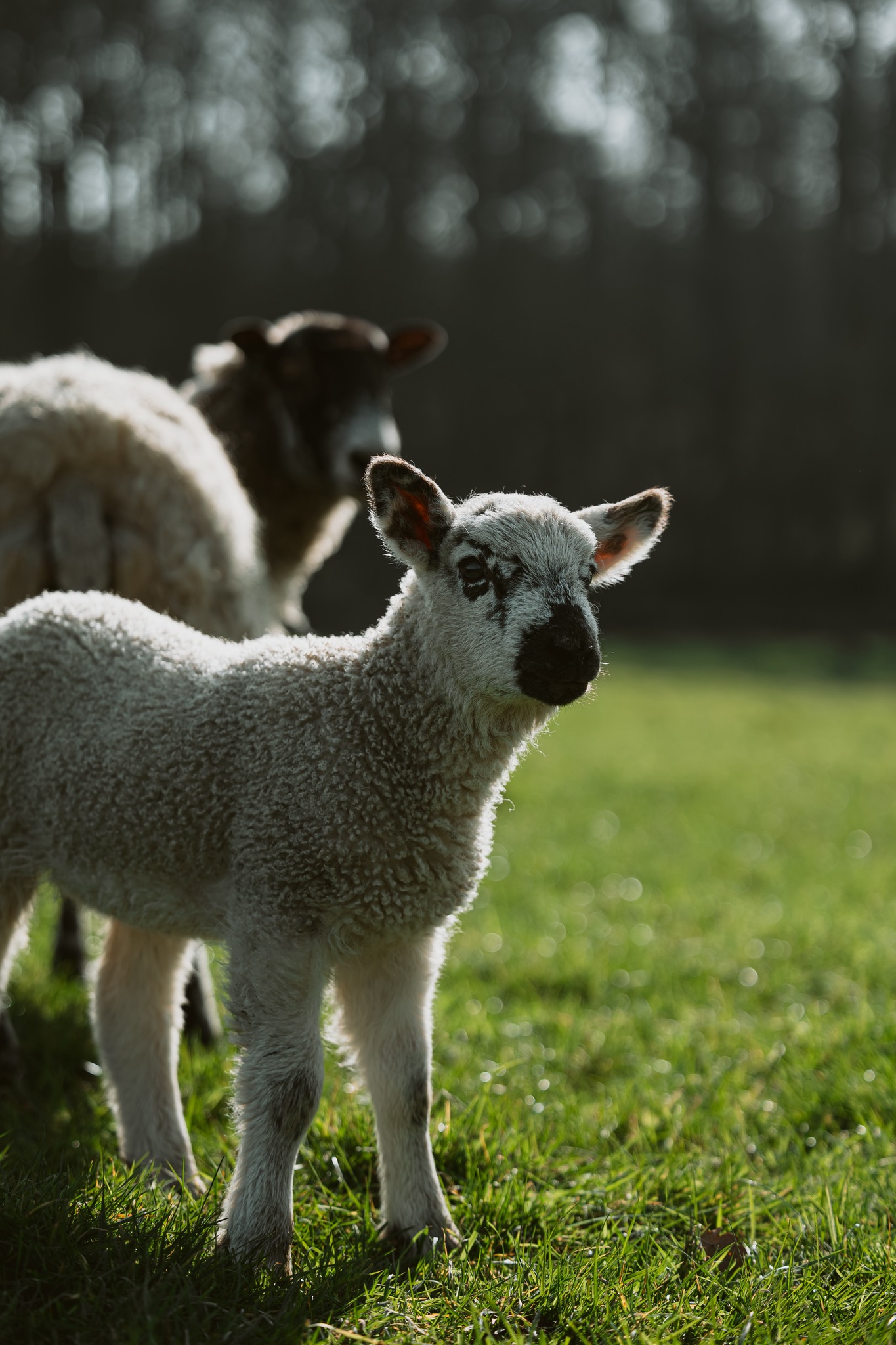 🐑 Lambing Open Day 2026- Watergate Farm,Hockliffe - April 03, 2026 10:30 AM at Watergate Farm
Hockliffe
Nr Leighton Buzzard
Bedfordshire
LU7 9LN