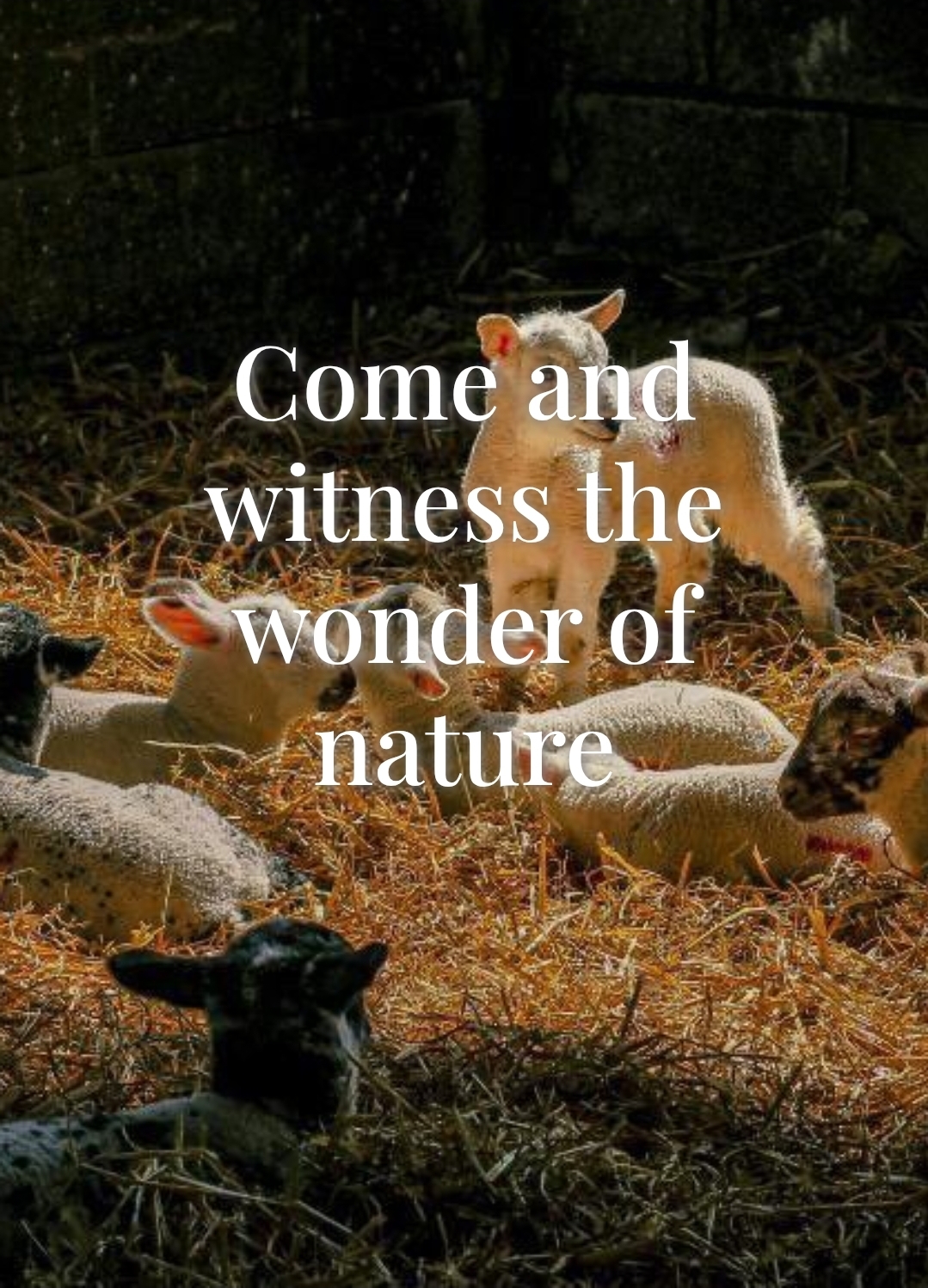 🐑 Lambing Open Day 2026- Watergate Farm,Hockliffe - Event Image 2 April 03, 2026 10:30 AM