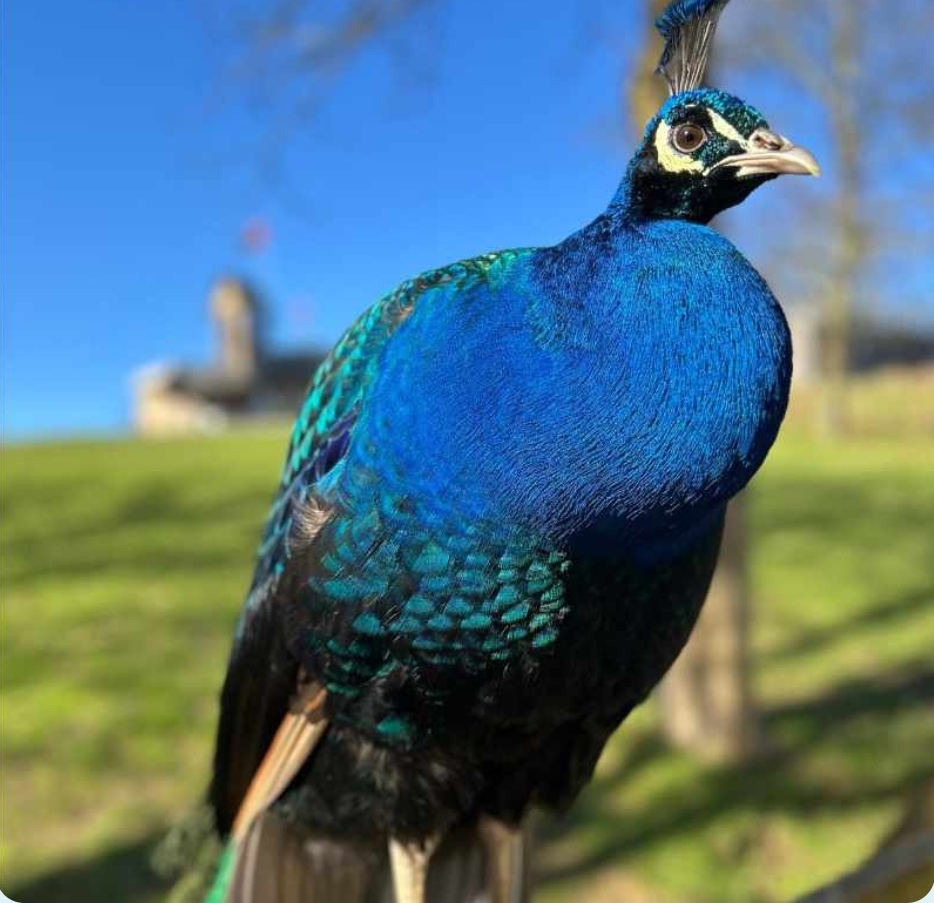 🏰 Mountfitchet Castle & Norman Village - Stansted,  Mountfitchet  - Event Image 3 April 11, 2026 10:00 AM