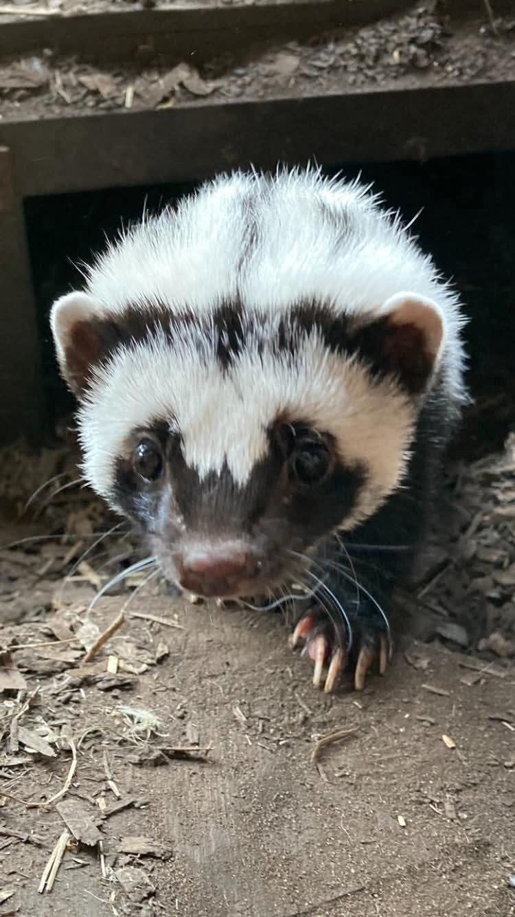 🐾 Easter Trail 2026 - Cedars Nature Centre, Hertfordshire  - Event Image 3 March 31, 2026 10:00 AM