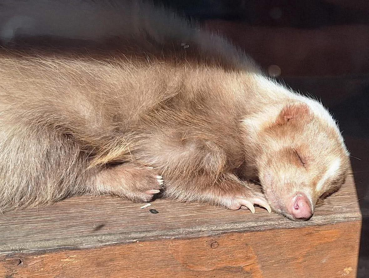 🐾 Easter Trail 2026 - Cedars Nature Centre, Hertfordshire  - Event Image 4 March 31, 2026 10:00 AM