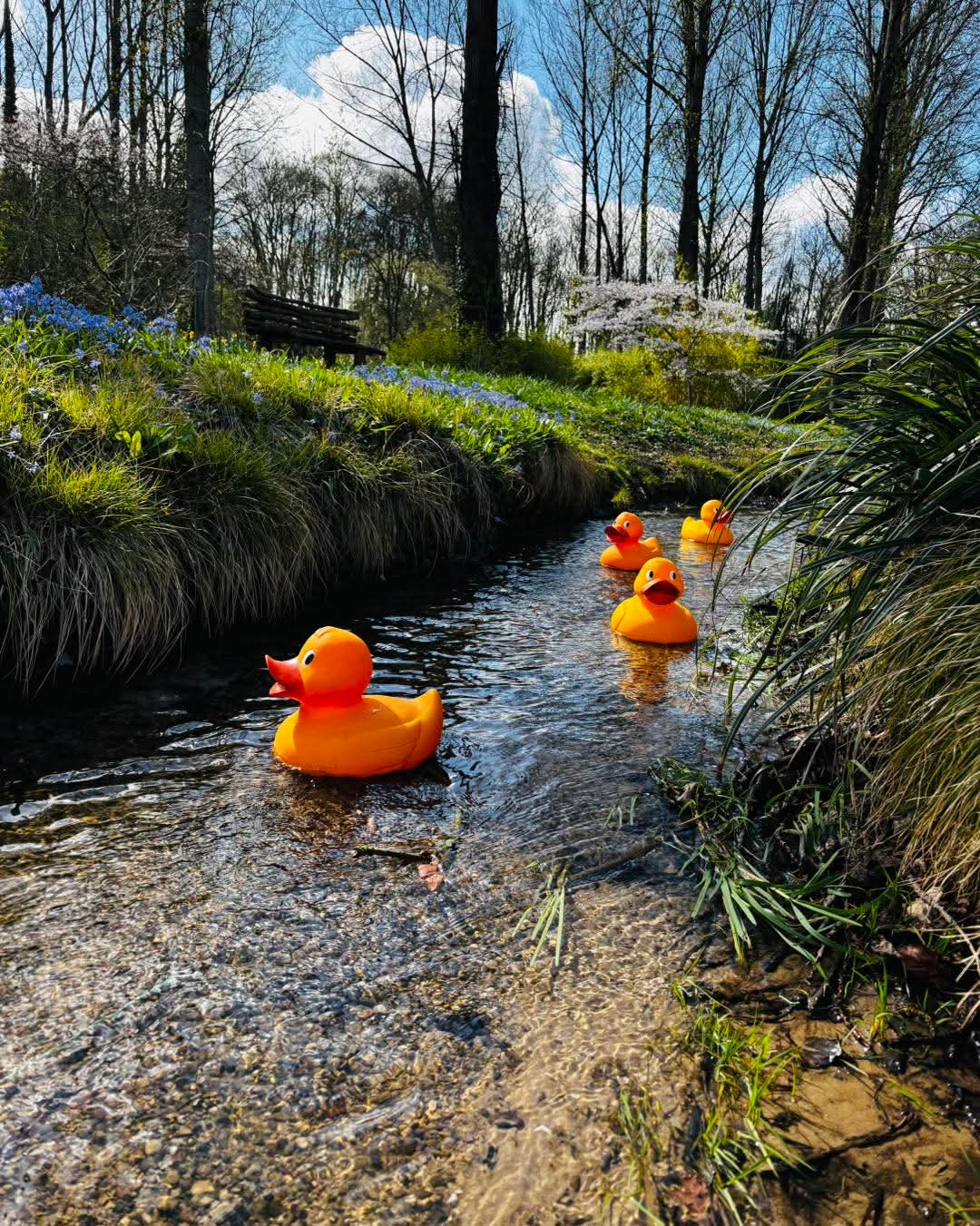 🌸 Evenley Wood Garden Spring Trail 2026 - Northamptonshire  - Event Image 3 March 29, 2026 10:00 AM