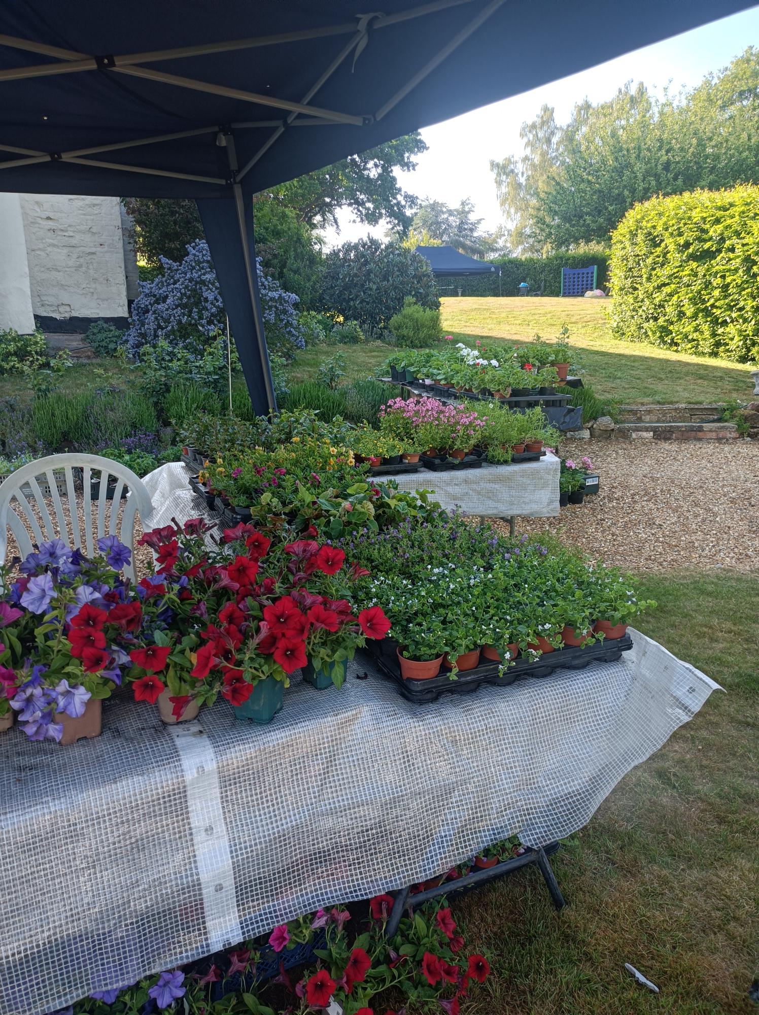 🌱🦆 Sutton Plant Sale & Art Exhibition 2026 - Event Image 3 May 16, 2026 10:00 AM