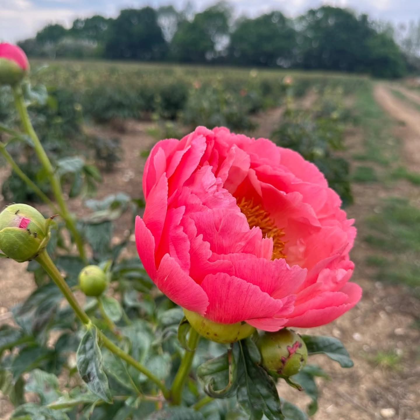 🌸 Peony Flower Picking 2026- Secret Farm, Moggerhanger  - Event Image 3 May 16, 2026 10:00 AM