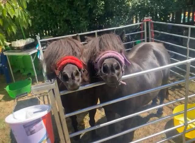🦆Castlethorpe Duck Race & Dog Show 2026 - Milton Keynes - Event Image 3 June 14, 2026 01:00 PM