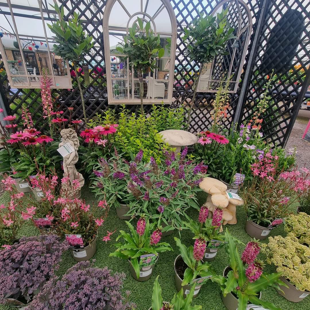 🚘🌸Car Boot Sale at Milton Ernest Garden Centre - Event Image 3 June 14, 2025 09:00 AM