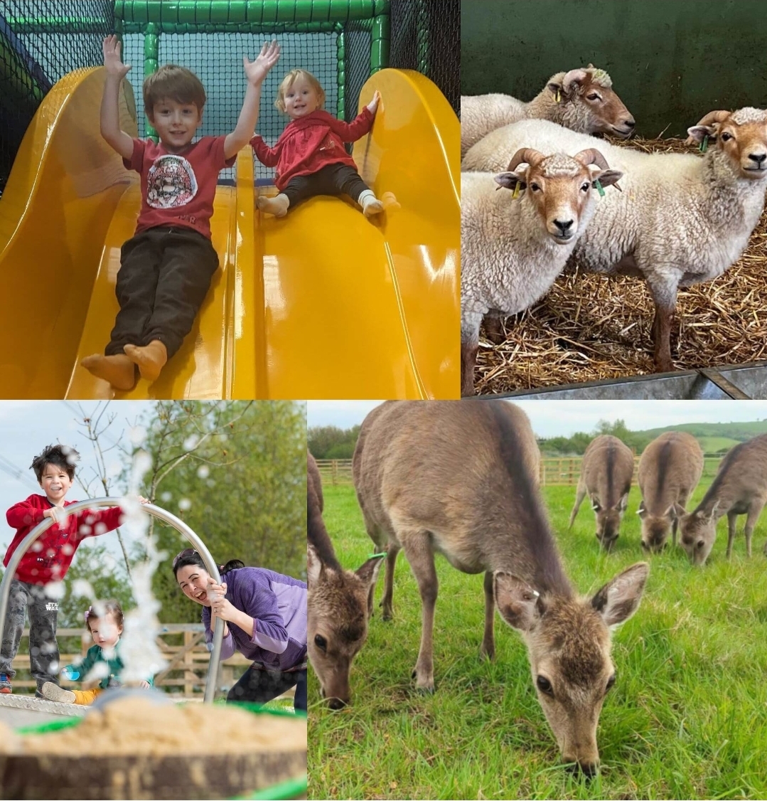 🐐 Dad's Go FREE at Hogshaw Farm & Wildlife Park, Buckinghmshire  - Event Image 2 June 20, 2026 10:00 AM