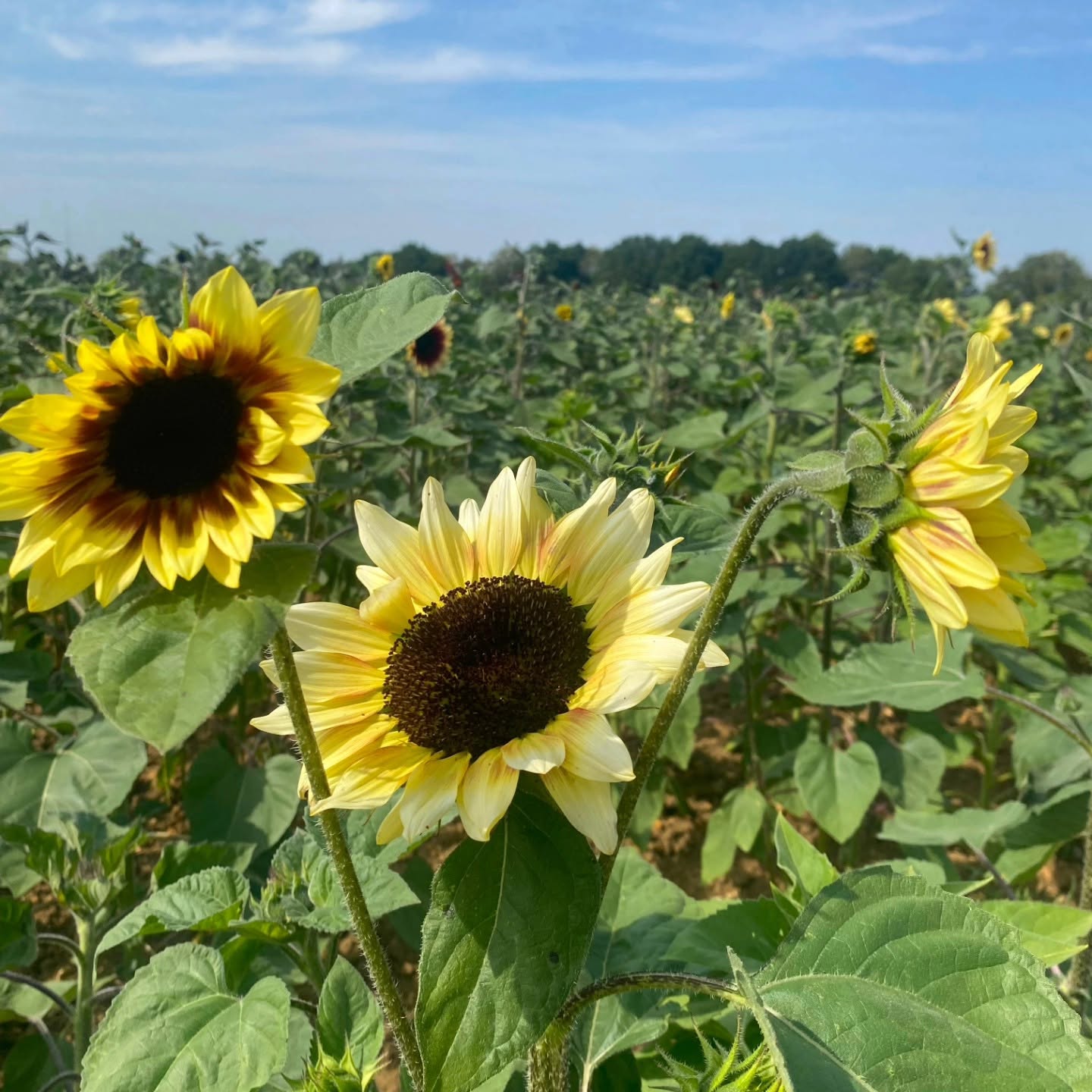 🌻 The Secret Farm Pick Your Own Plus Children Activities - Moggerhanger  - Event Image 3 August 08, 2026 10:00 AM