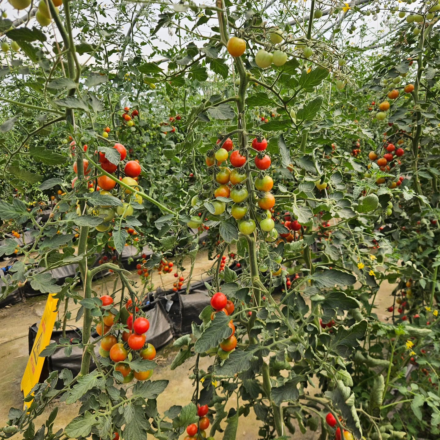 🌻 The Secret Farm Pick Your Own Plus Children Activities - Moggerhanger  - Event Image 4 August 08, 2026 10:00 AM