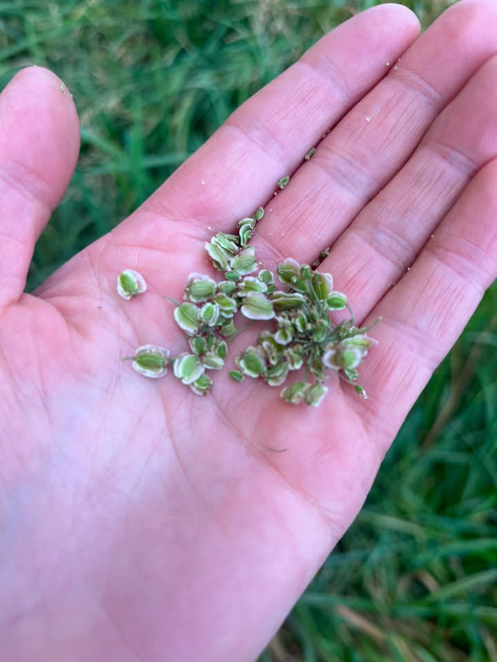 🌱 Autumn Foraging With Tapas Tasters - Tiddenfoot Waterside Park - Event Image 2 September 12, 2026 10:00 AM