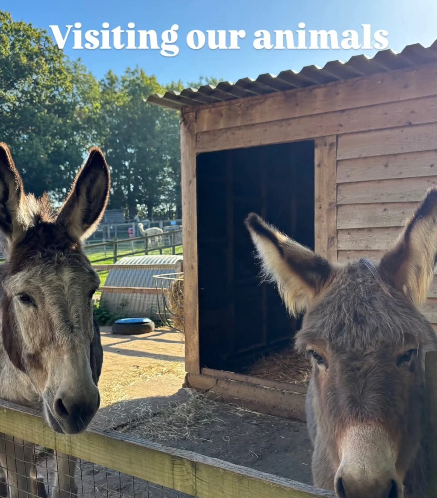 🕷 Spooktacular 2026 at Woodside Animal Farm  - Event Image 4 October 28, 2026 10:00 AM
