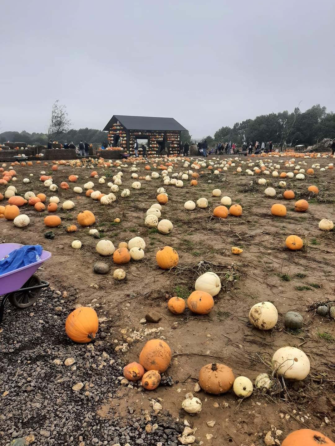 🎃 The Secret Farm Halloween, Pumpkin Patch  (Tickets only event)  - Moggerhanger   - Event Image 11 October 28, 2024 