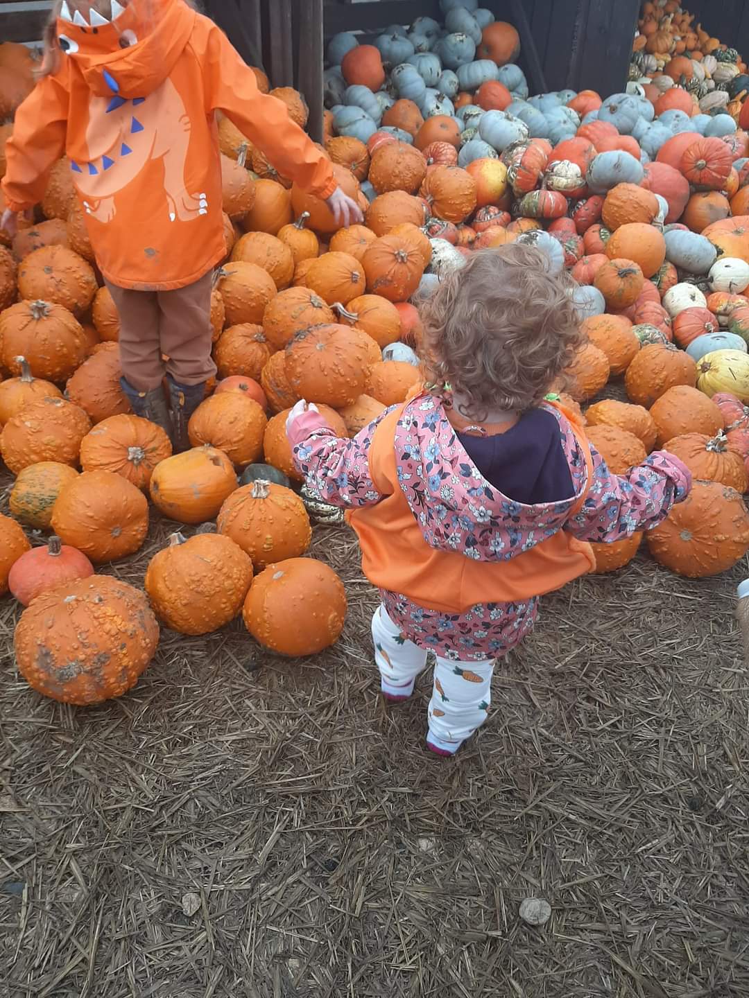 🎃 The Secret Farm Halloween, Pumpkin Patch  (Tickets only event)  - Moggerhanger   - Event Image 15 October 28, 2024 