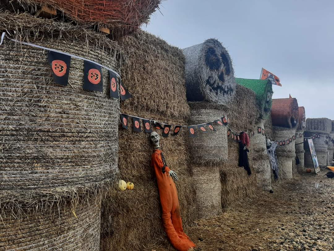 🎃 The Secret Farm Halloween, Pumpkin Patch  (Tickets only event)  - Moggerhanger   - Event Image 16 October 28, 2024 