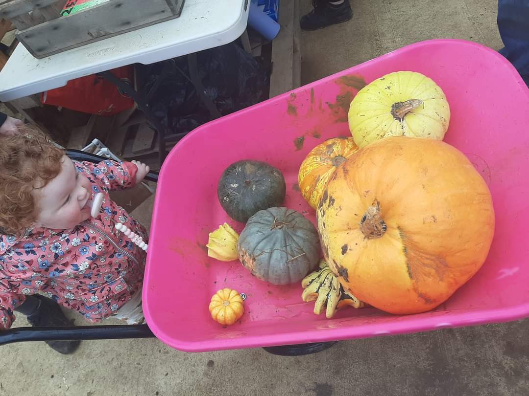 🎃 The Secret Farm Halloween, Pumpkin Patch  (Tickets only event)  - Moggerhanger   - Event Image 21 October 28, 2024 