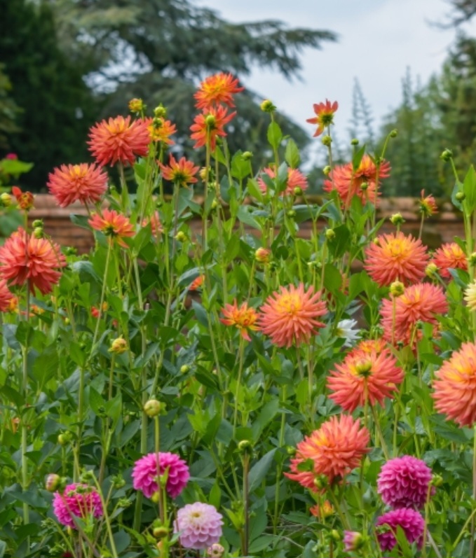 🌷Howbury Hall Garden Opening Day🌷 - Renhold - Event Image 5 September 08, 2024 02:00 PM