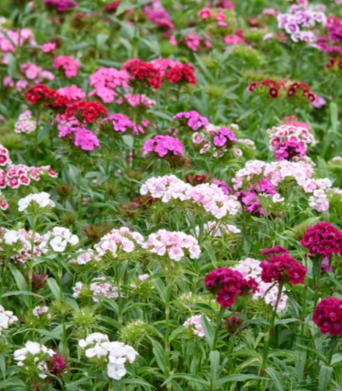 🌷Howbury Hall Garden Opening Day🌷 - Renhold - Event Image 6 September 08, 2024 02:00 PM