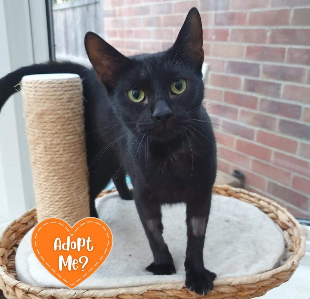 😻 OPEN DAY AT THE STRAY CAT RESCUE - Tingrith - Event Image 2 September 15, 2024 12:00 PM