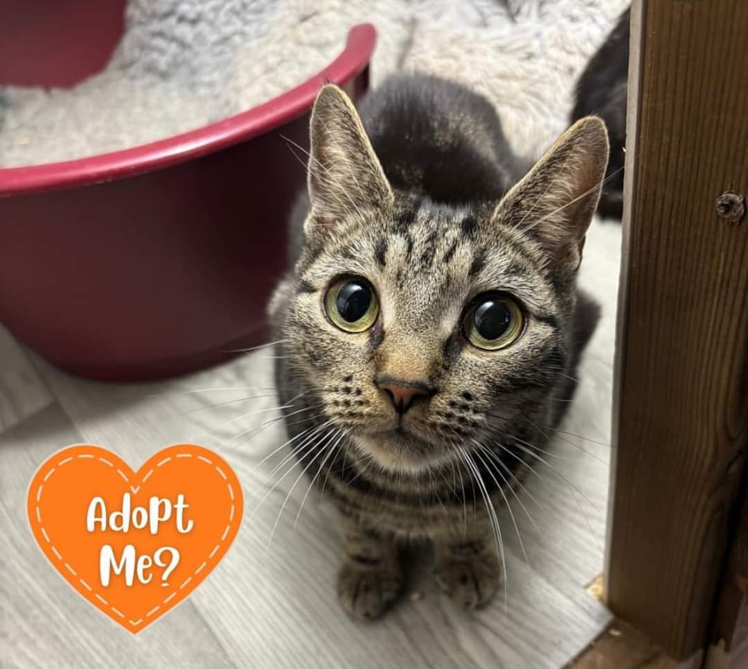 😻 OPEN DAY AT THE STRAY CAT RESCUE - Tingrith - Event Image 3 September 15, 2024 12:00 PM