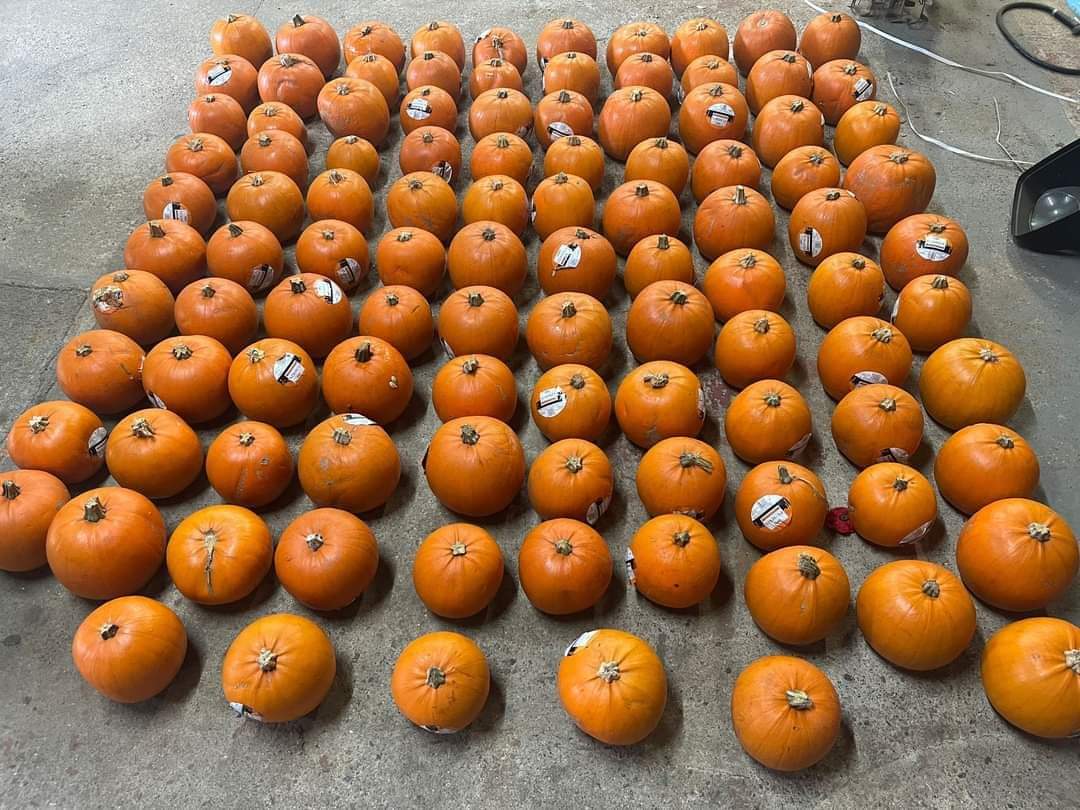 🎃 Free Halloween Pumpkin Carving - Flitwick at The Hub Dunstable Road Flitwick, Bedford MK45 1HP
| Creative, Family, Free, Kids, Seasonal, Teens | Suitable for: Children, Family 🎃 Free Halloween Pumpkin Carving - Flitwick - Event Image 3 October 29, 2024 10:00 AM