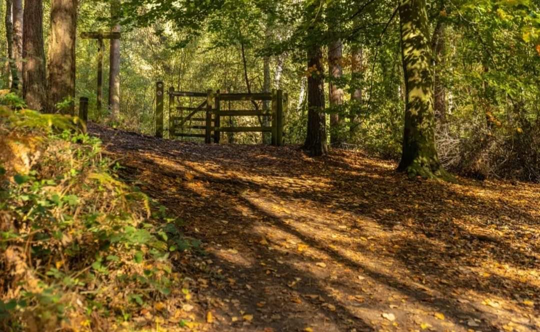 🍁 FREE Autumn Explorers (SEND ONLY, TICKETS ONLY) - Rushmere Country Park at Rushmere Country Park, Linslade Road, Heath and Reach, LU7 0EB | Creative, Family, Free, Fun, Kids, Outdoor, Parks, Scenic, SEN, Social, Ticket Event | Suitable for: Children, Parking Onsite, SEN, Toilets 🍁 FREE Autumn Explorers (SEND ONLY, TICKETS ONLY) - Rushmere Country Park - Event Image 3 October 29, 2024 10:00 AM