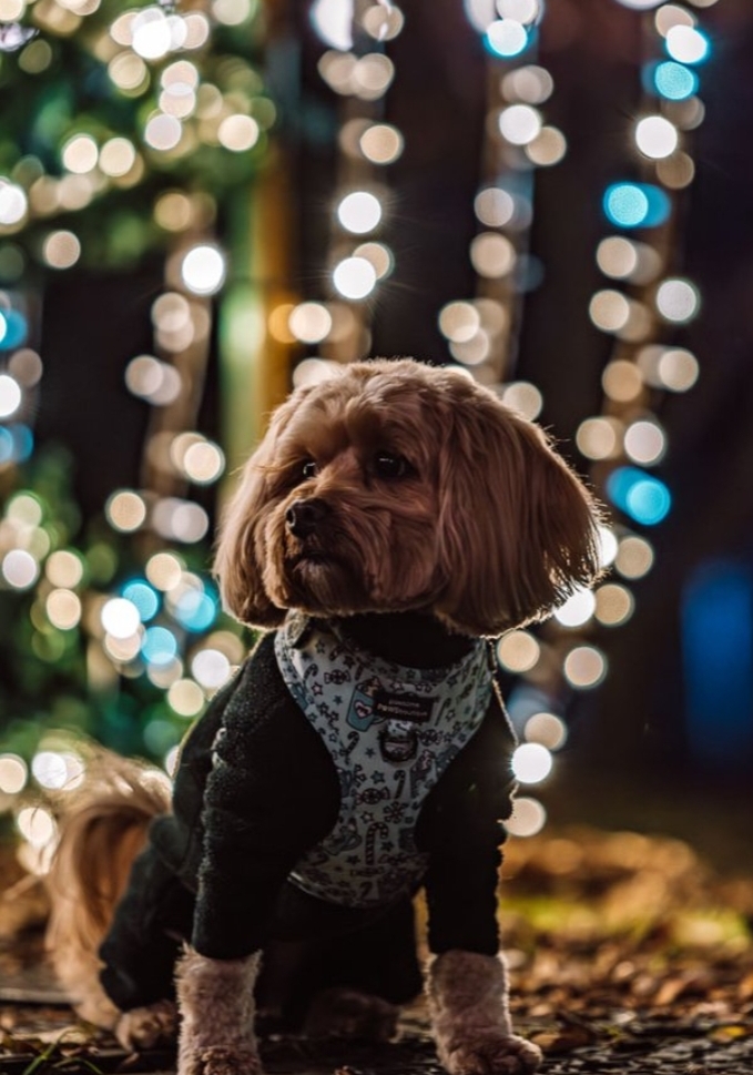 ✨️ Northampton Winter Light Trail - Event Image 3 December 01, 2024 