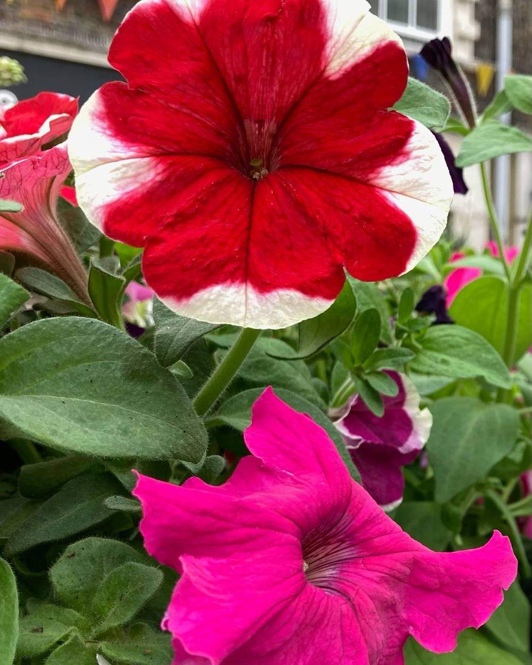 🌺LEIGHTON BUZZARD Farmers and Producers Market🌺 - Event Image 3 July 20, 2024 