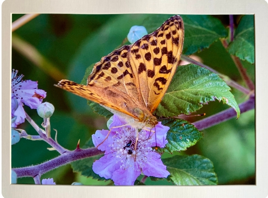 🖼 Art & Craft Exhibition - Cranfield - Event Image 3 October 26, 2024 10:30 AM